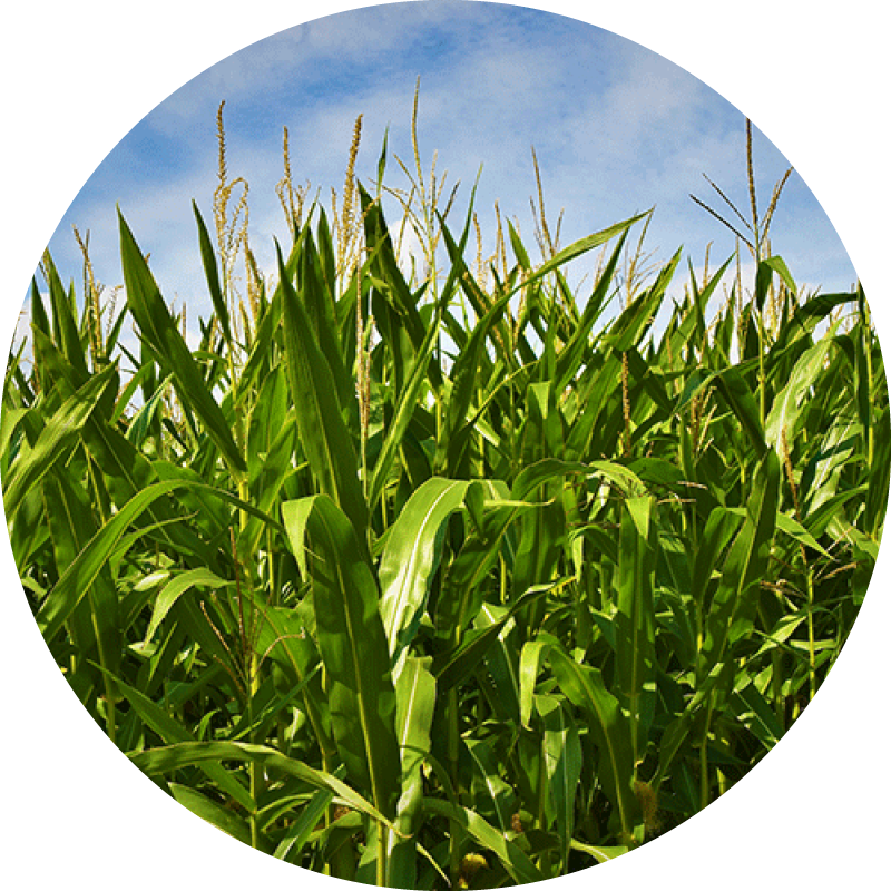 The science of fermentation 20 Agricultural fields under a blue sky
